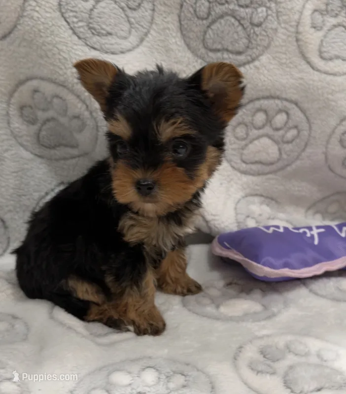 Lola – Yorkshire Terrier puppy for sale in Destin, FL