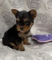 Lola, a male Yorkshire Terrier for sale in Destin, FL – 1 of 4