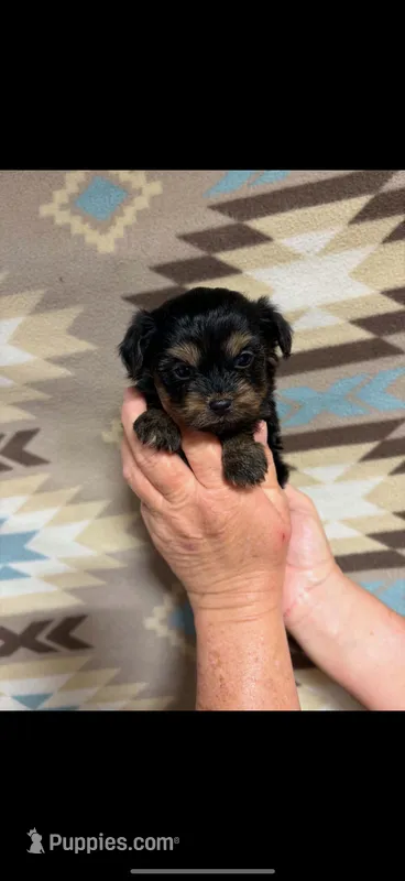 Yara – Yorkipoo puppy on hold in Mary Esther, FL