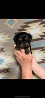 Yara, a female Yorkipoo for sale in Mary Esther, FL – 1 of 2