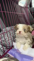  Zara, a female Yorkshire Terrier for sale in Destin, FL – 3 of 4