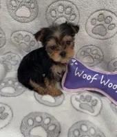 Lani, a female Yorkshire Terrier for sale in Destin, FL – 2 of 2