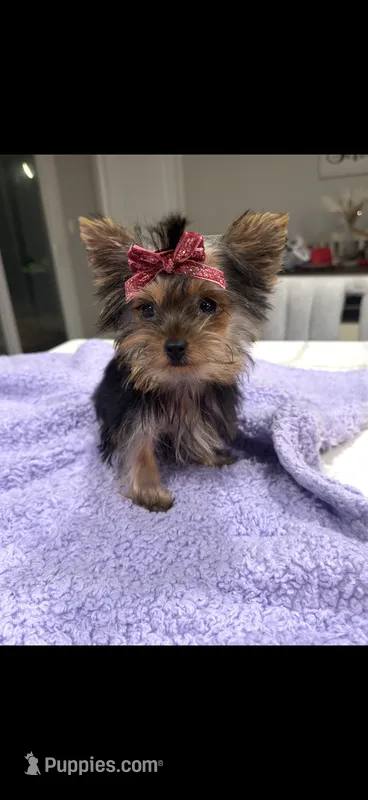 Lacy TINY TEACUP – Yorkshire Terrier puppy for sale in Fort Walton Beach, FL