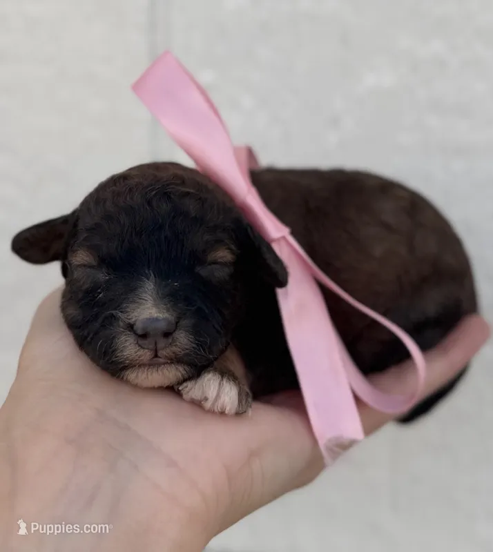 Female 2 – Cavapoo puppy for sale in Ville Platte, LA