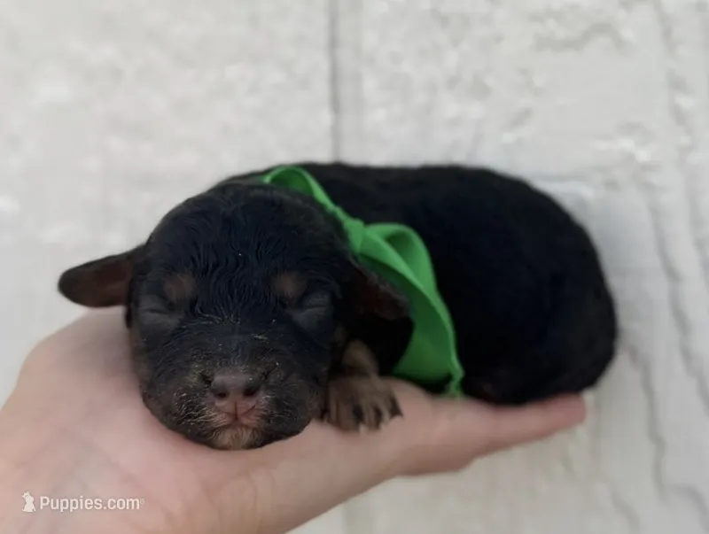 Female 4 – Cavapoo puppy for sale in Ville Platte, LA