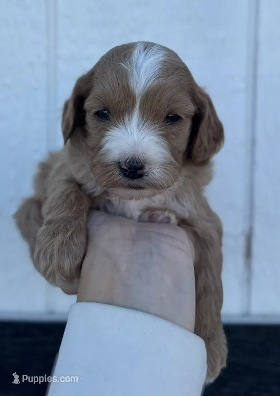 Male 4 – Cavapoo puppy for sale in Ville Platte, LA