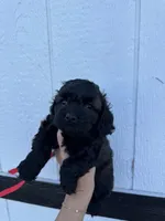 Salem , a female Cockapoo for sale in Ville Platte, LA – 4 of 6