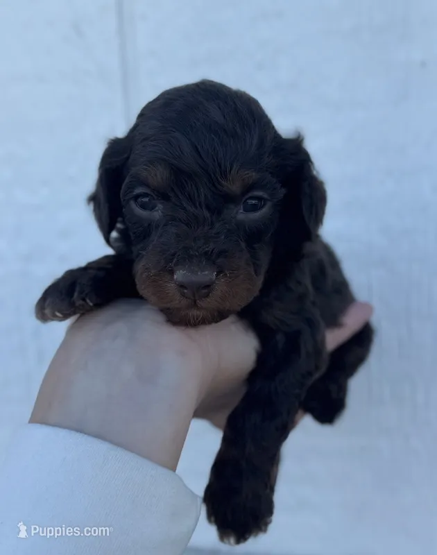 Male 3 – Cavapoo puppy for sale in Ville Platte, LA