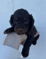Male 3, a male Cavapoo for sale in Ville Platte, LA – 1 of 1