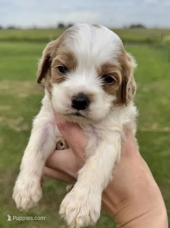 Peter – Cockapoo puppy for sale in Ville Platte, LA