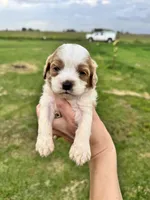Peter, a male Cockapoo for sale in Ville Platte, LA – Photo 3 of 3