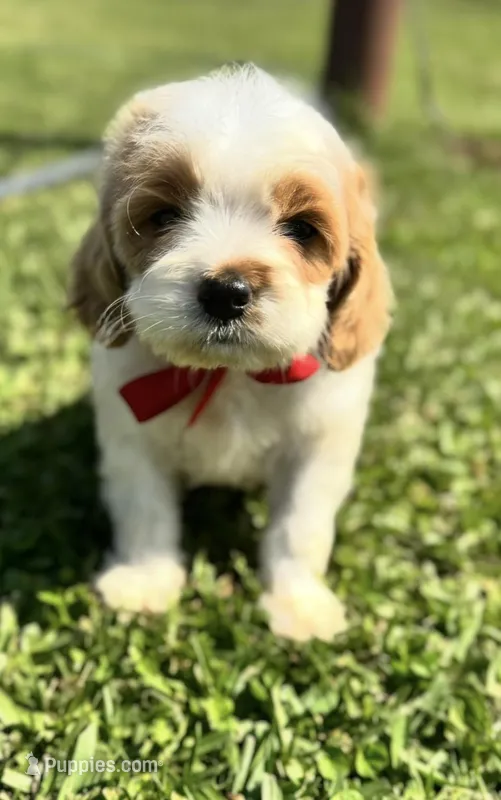 Peter – Cockapoo puppy for sale in Ville Platte, LA