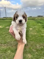 Peter, a male Cockapoo for sale in Ville Platte, LA – Photo 2 of 3