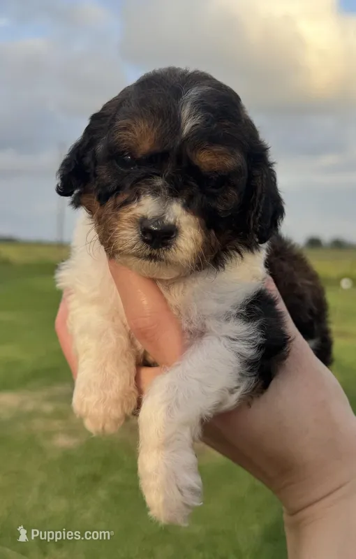 Ember  – Cavapoo puppy for sale in Ville Platte, LA