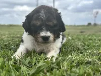 Ember , a female Cavapoo for sale in Ville Platte, LA – Photo 2 of 4