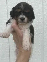 Ember , a female Cavapoo for sale in Ville Platte, LA – Photo 1 of 4