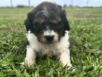 Ember , a female Cavapoo for sale in Ville Platte, LA – Photo 3 of 4