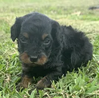 Onyx , a male Cavapoo for sale in Ville Platte, LA – Photo 3 of 3