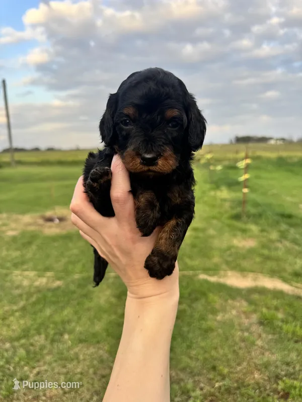 Onyx  – Cavapoo puppy for sale in Ville Platte, LA