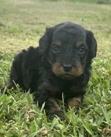 Onyx , a male Cavapoo for sale in Ville Platte, LA – Photo 1 of 3
