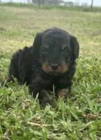 Onyx , a male Cavapoo for sale in Ville Platte, LA – Photo 2 of 3