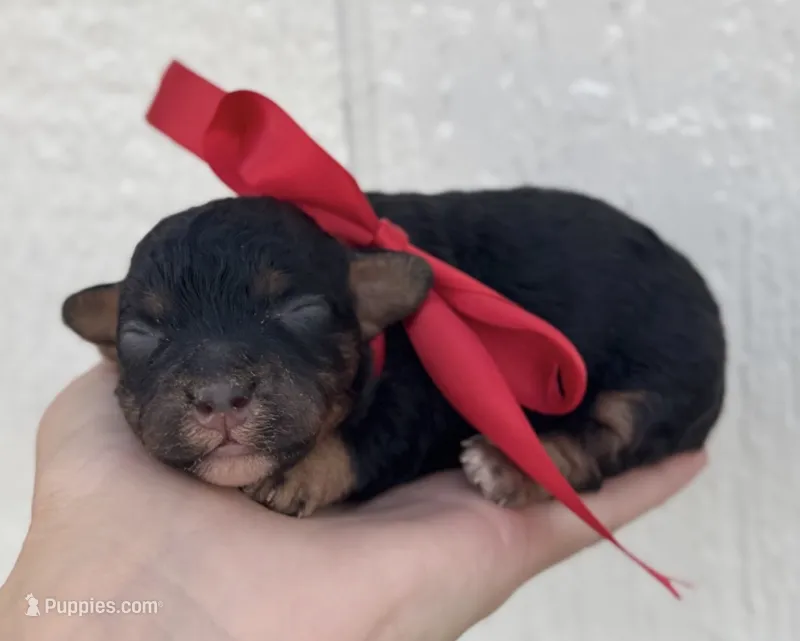 Female 1, a female Cavapoo for sale in Ville Platte, LA – 1 of 1
