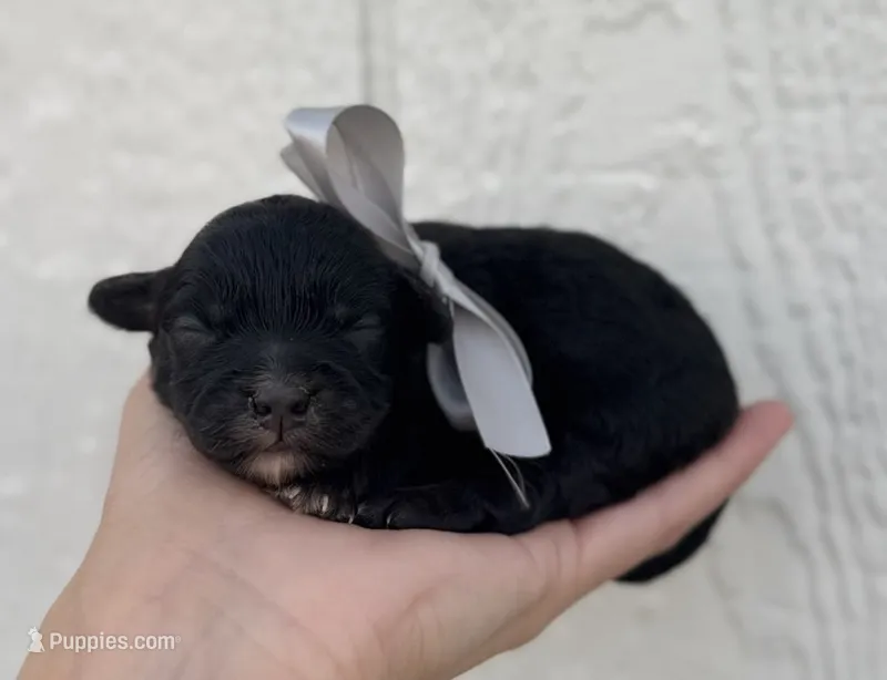 Female 5 – Cavapoo puppy for sale in Ville Platte, LA
