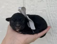 Female 5, a female Cavapoo for sale in Ville Platte, LA – 1 of 1