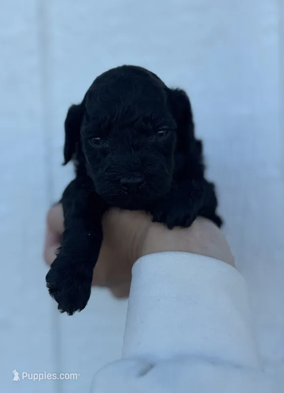 Female 1, a male Cavapoo for sale in Ville Platte, LA – 1 of 1