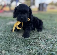 Raven , a female Cockapoo for sale in Ville Platte, LA – 3 of 6