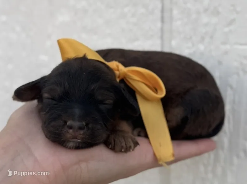 Female 3 – Cavapoo puppy for sale in Ville Platte, LA