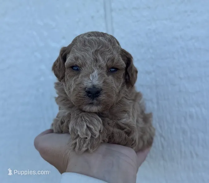 Male 8, a male Cavapoo for sale in Ville Platte, LA – 1 of 1
