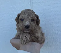 Male 8, a male Cavapoo for sale in Ville Platte, LA – 1 of 1