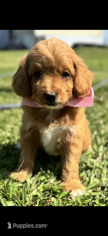 Ruby – Cavapoo puppy for sale in Ville Platte, LA