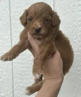 Ruby, a female Cavapoo for sale in Ville Platte, LA – Photo 1 of 4