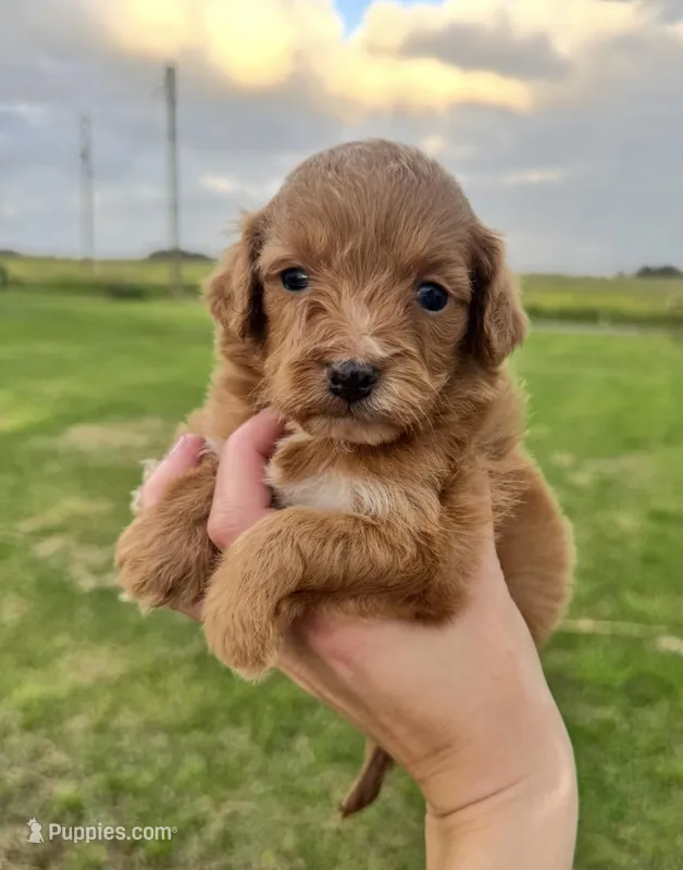 Ruby – Cavapoo puppy for sale in Ville Platte, LA