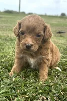 Ruby, a female Cavapoo for sale in Ville Platte, LA – Photo 3 of 4