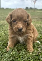 Ruby, a female Cavapoo for sale in Ville Platte, LA – Photo 2 of 4