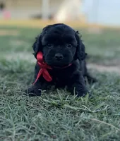 Salem , a female Cockapoo for sale in Ville Platte, LA – 3 of 6