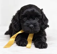Raven , a female Cockapoo for sale in Ville Platte, LA – 2 of 6