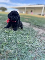 Salem , a female Cockapoo for sale in Ville Platte, LA – 6 of 6