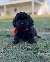 Salem , a female Cockapoo for sale in Ville Platte, LA – 2 of 6