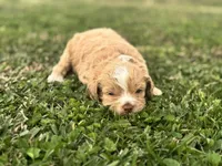 Hopper, a male Cockapoo for sale in Ville Platte, LA – Photo 9 of 10