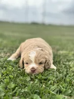 Hopper, a male Cockapoo for sale in Ville Platte, LA – Photo 6 of 10