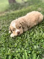 Hopper, a male Cockapoo for sale in Ville Platte, LA – Photo 8 of 10