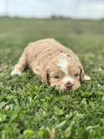 Hopper, a male Cockapoo for sale in Ville Platte, LA – Photo 4 of 10
