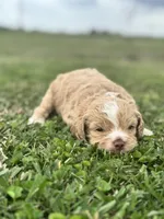 Hopper, a male Cockapoo for sale in Ville Platte, LA – Photo 5 of 10