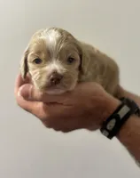 Hopper, a male Cockapoo for sale in Ville Platte, LA – Photo 1 of 10