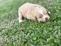 Hopper, a male Cockapoo for sale in Ville Platte, LA – Photo 10 of 10