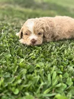 Hopper, a male Cockapoo for sale in Ville Platte, LA – Photo 7 of 10